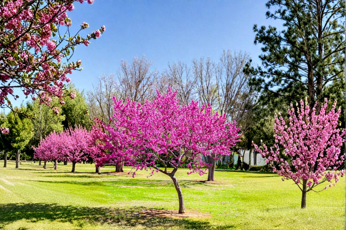 Forest Pansy Redbud Tree Live Plant 4–6 Ft Cercis canadensis ‘Forest Pansy’ Ornamental Flowering Tree