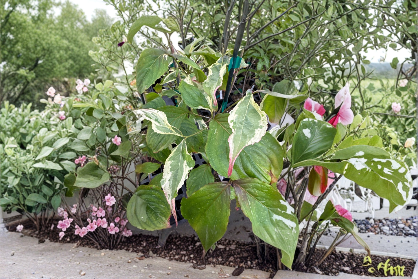 Chinese Dogwood Live Plant – 12 Inch Graft, Cornus kousa, White Pink Blooms, Ornamental Flowering Tree