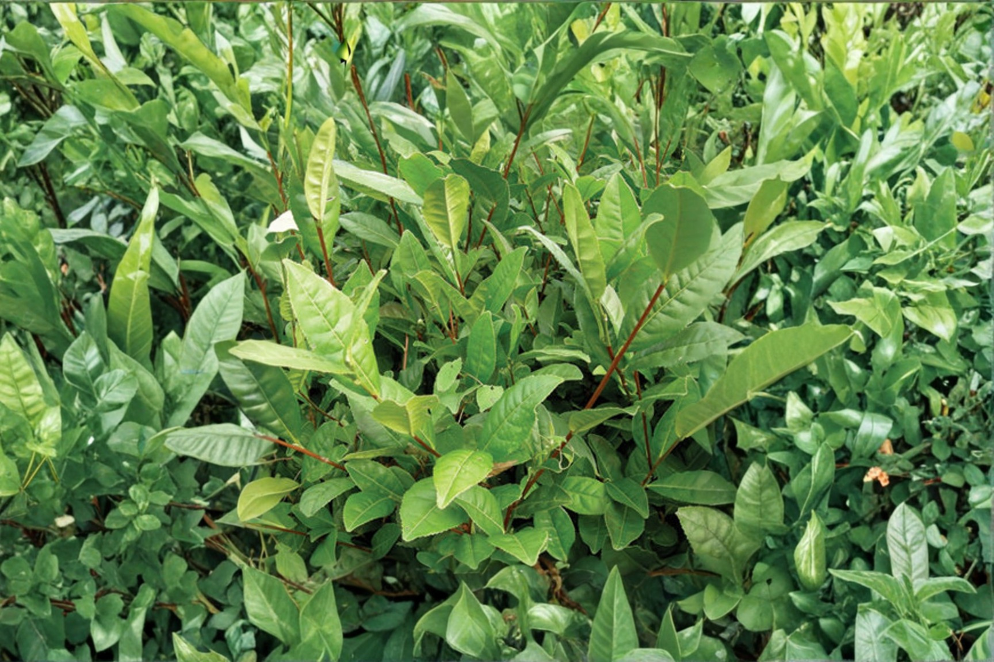Korean Tea Plant Live Shrub 1-2 Ft Camellia sinensis Evergreen Tea Garden Plant