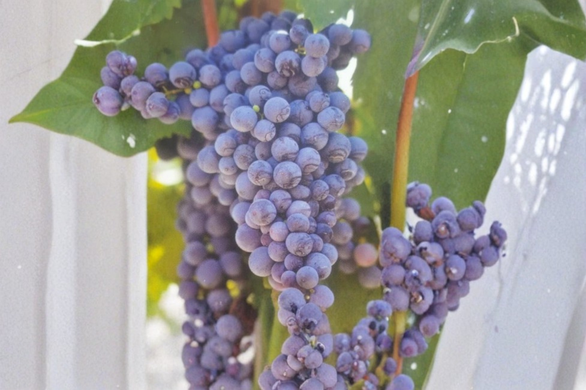 Fredonia Grape Vine Live Plant in 2-Gallon Pot, Vitis labrusca, Climbing Fruit Vine for Garden Trellis or Vineyard