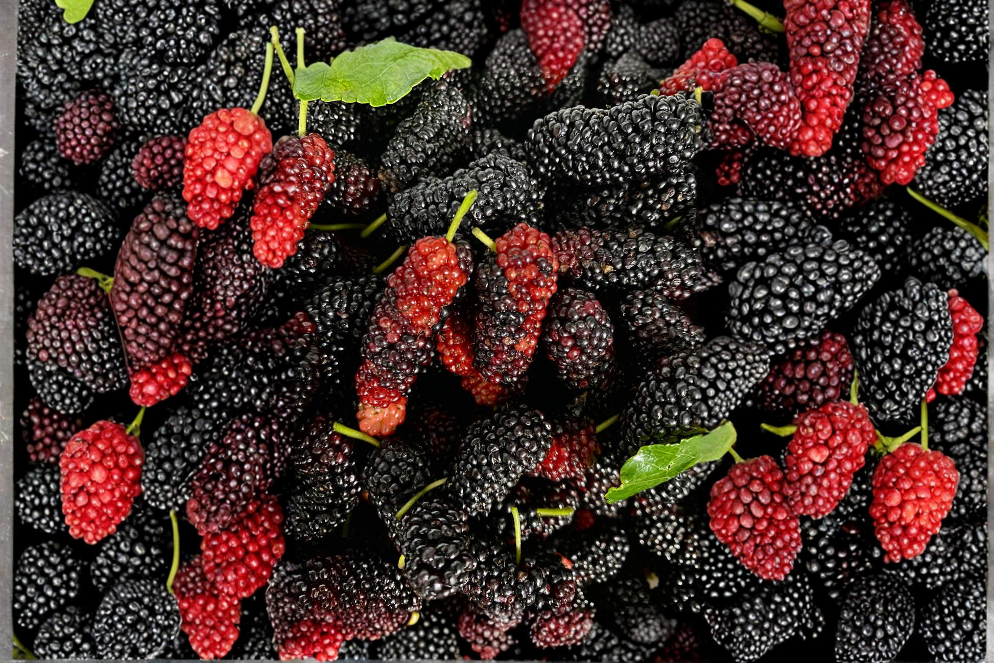 Illinois Everbearing Mulberry Live Plant – Morus alba × rubra – Starter Fruit Tree for Home Orchards
