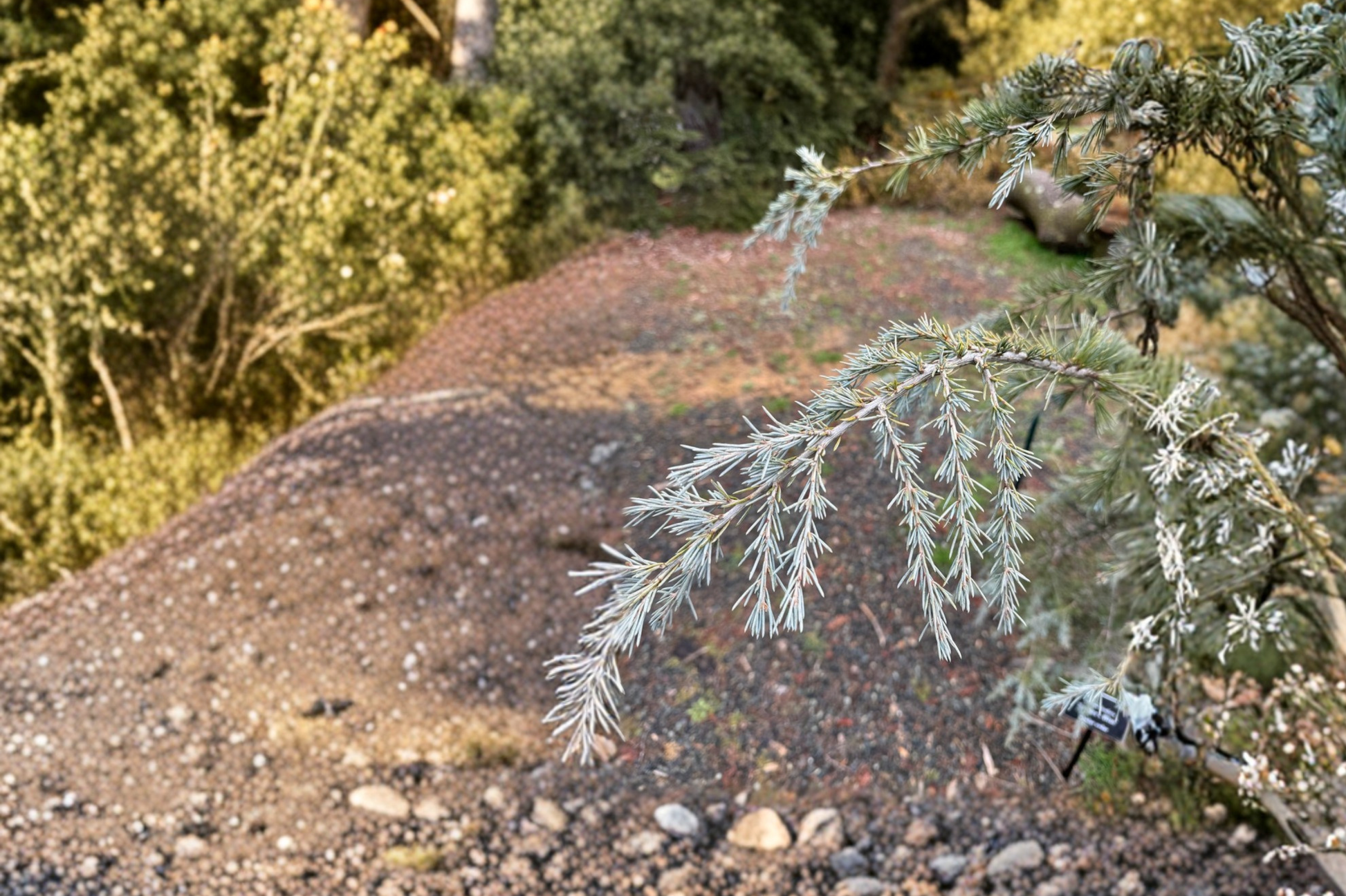 Sander Blue Deodar Cedar Live Plant 12 Inch in 1-Gallon Pot, Blue Evergreen Conifer, Cedrus deodara 'Sander's Blue'