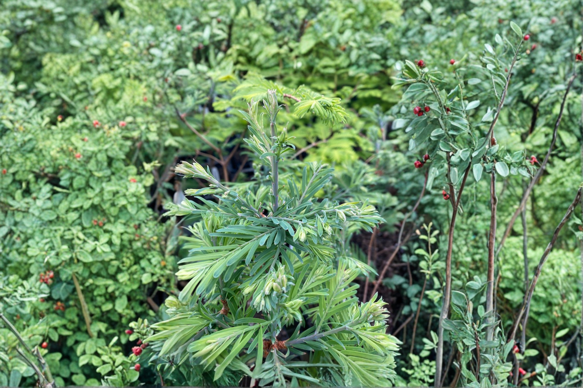 Dawn Redwood Live Plant 10 Inch Grafted Metasequoia glyptostroboides Deciduous Tree