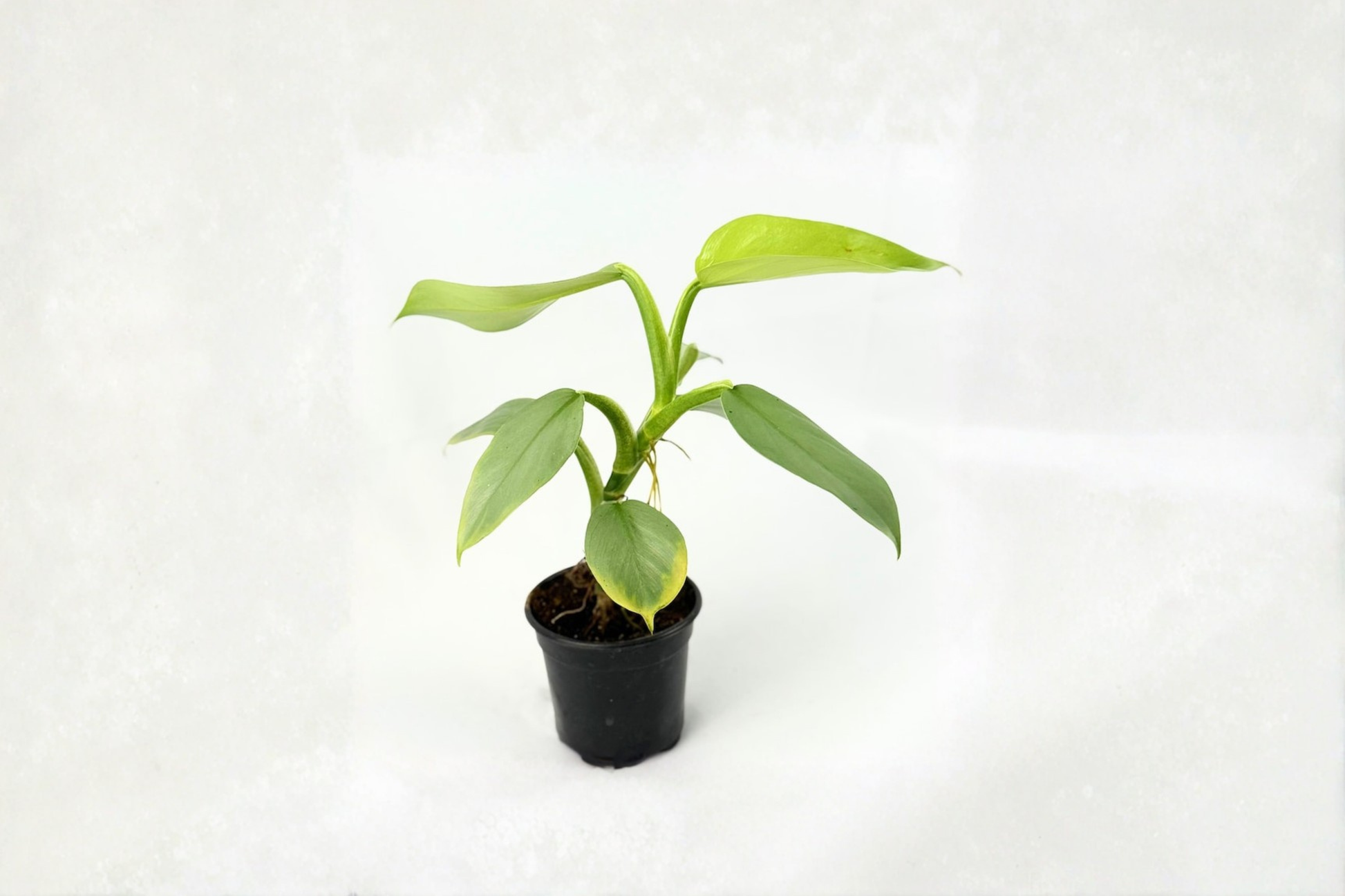 Philodendron Silver Sword Live Plant, 3-4 Inch Pot, Silver-green Foliage, Tropical Houseplant, Indoor Decor, Philodendron hastatum