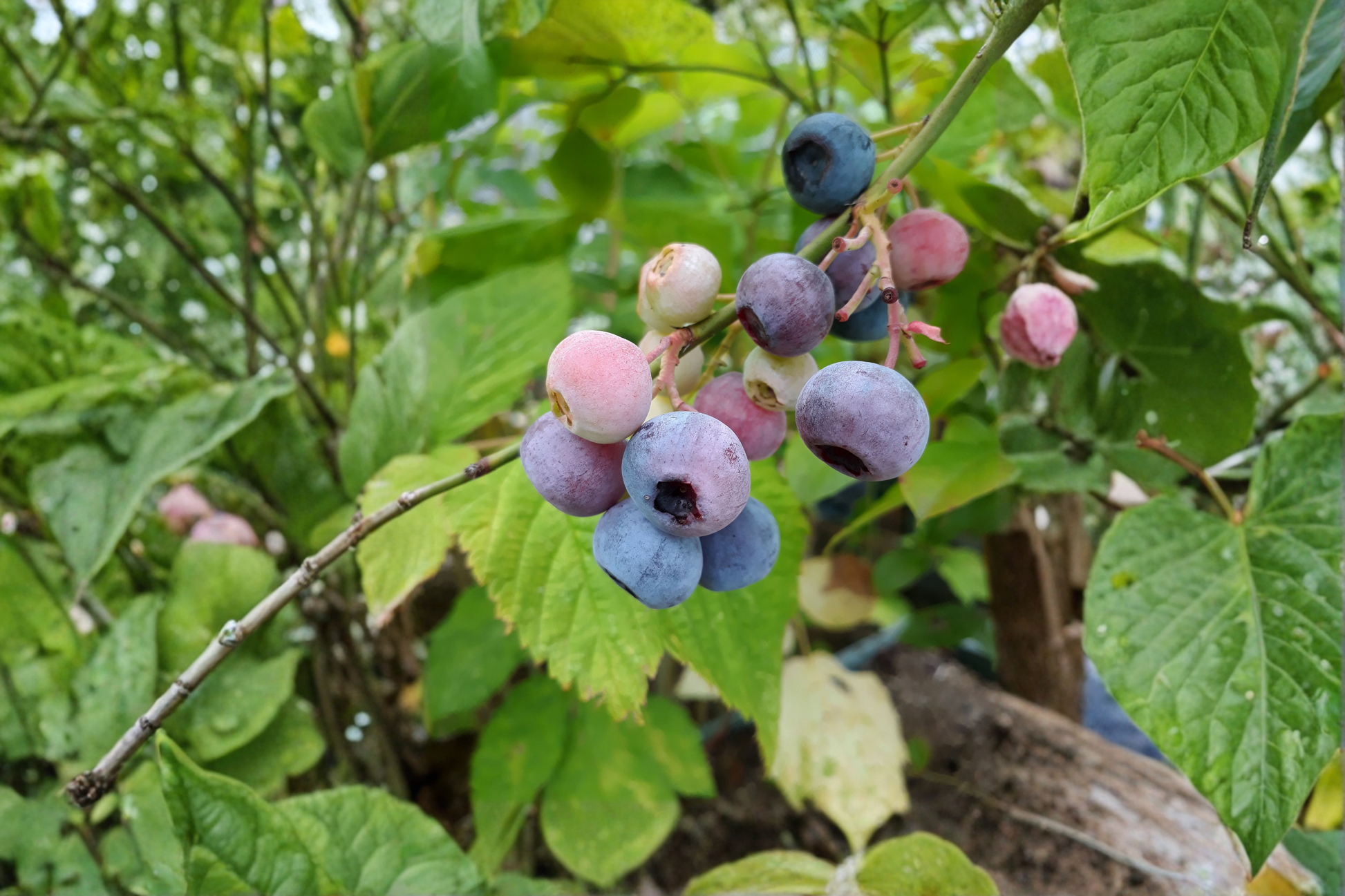 Pink Lemonade Blueberry Live Plants – 2 Rooted Starters in 1 Qt Pots, Vaccinium 'Pink Lemonade' Fruit Bearing Shrubs