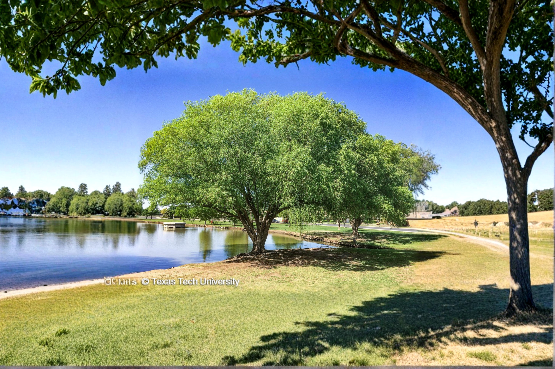 Globe Willow Tree 4-6 Ft Live Plant, Deciduous Shade Tree, Salix matsudana, Fast Growing Landscape Tree
