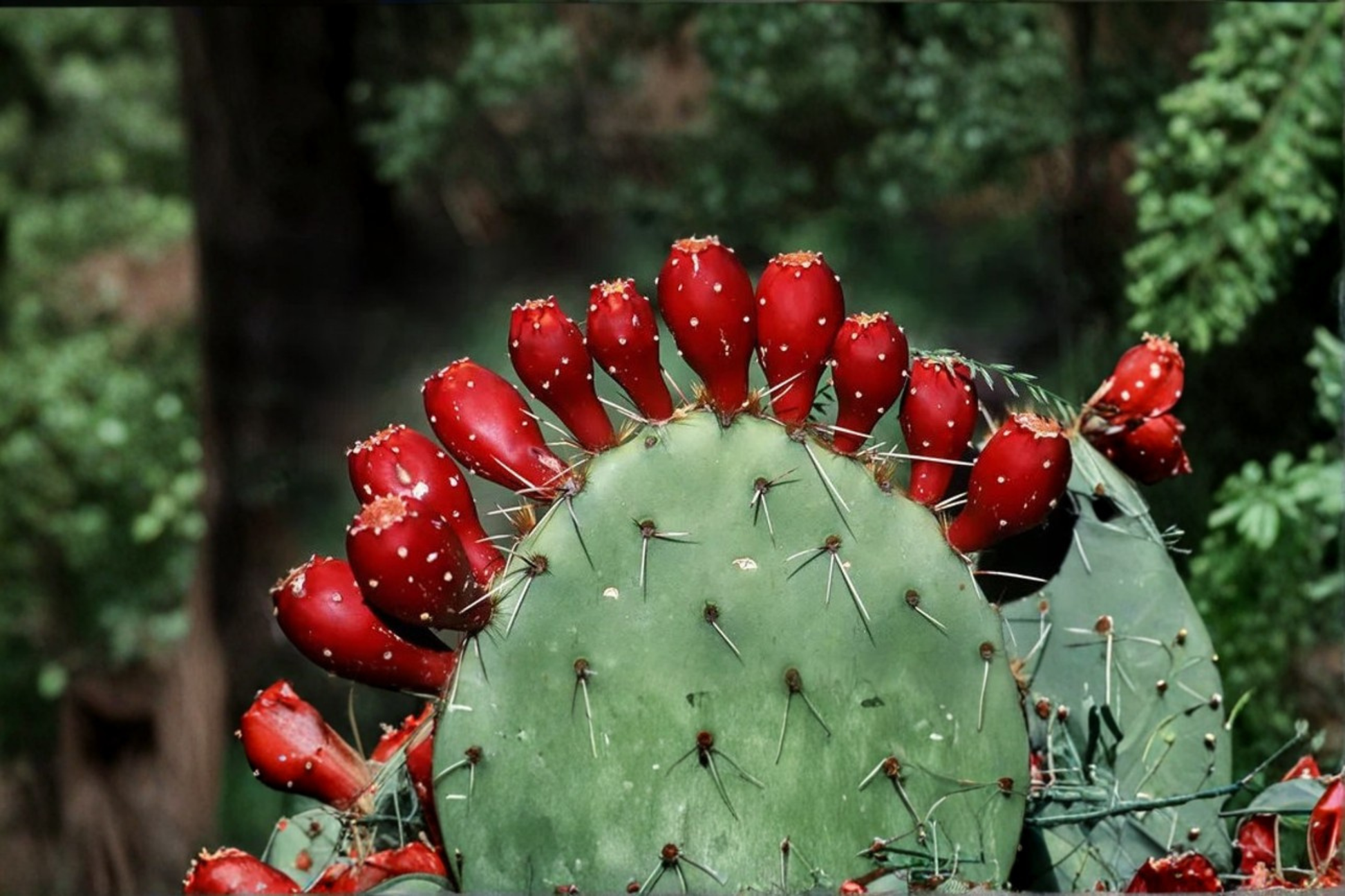 Cactus Pear Seeds 20 Pack Opuntia ficus-indica Desert Garden, Drought-Tolerant Succulent, Xeriscape, Container Plant Seeds