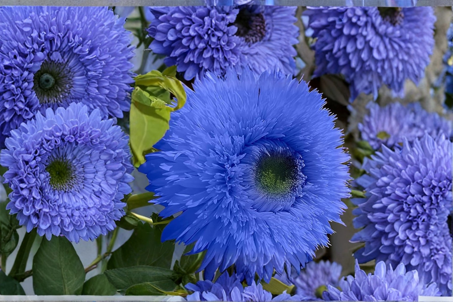 Blue Sunflower Seeds 10 Pack | Helianthus annuus | Ornamental Flower | Full Sun, Garden & Border Plant