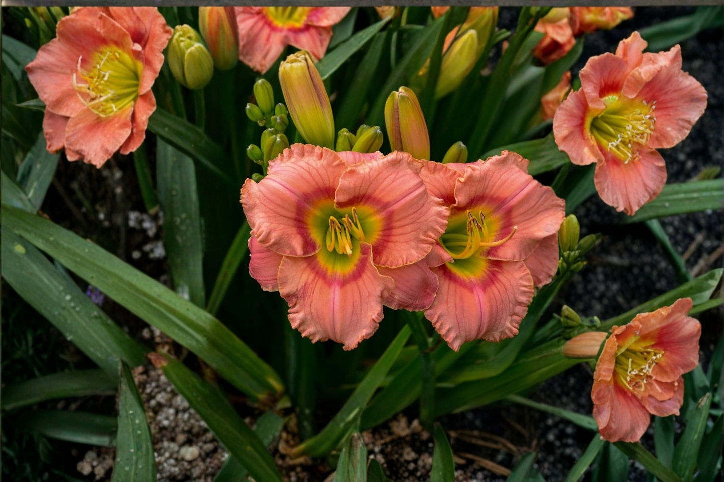 Elegant Candy Daylily Bare Root Plants - Pink Flowers, Perennial, Easy Care, Garden Border, Hemerocallis