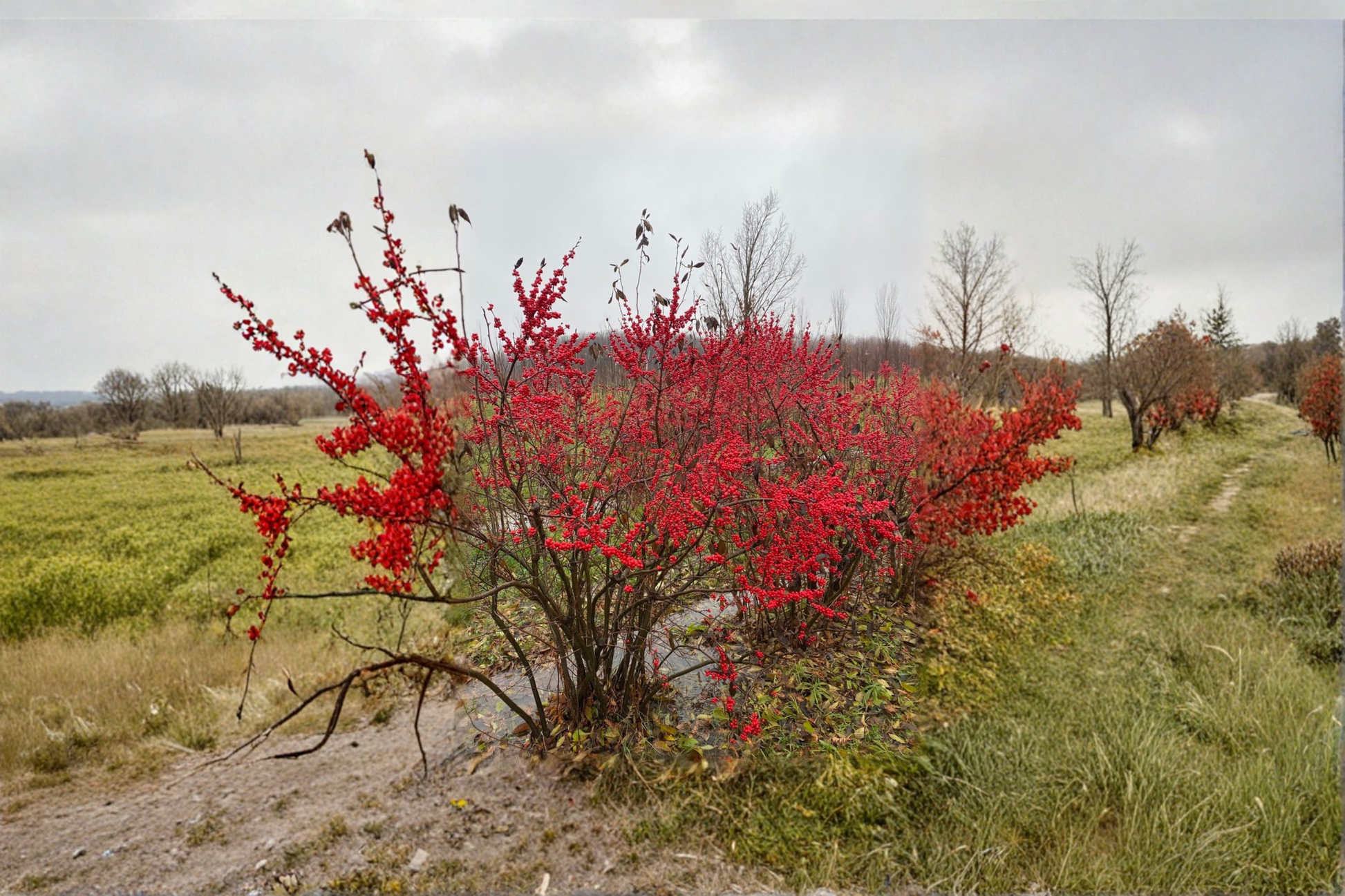 Female Winterberry ‘Maryland Beauty’ Live Plant – 12-Inch Ilex verticillata Red Berry Shrub in 1 Gallon Pot