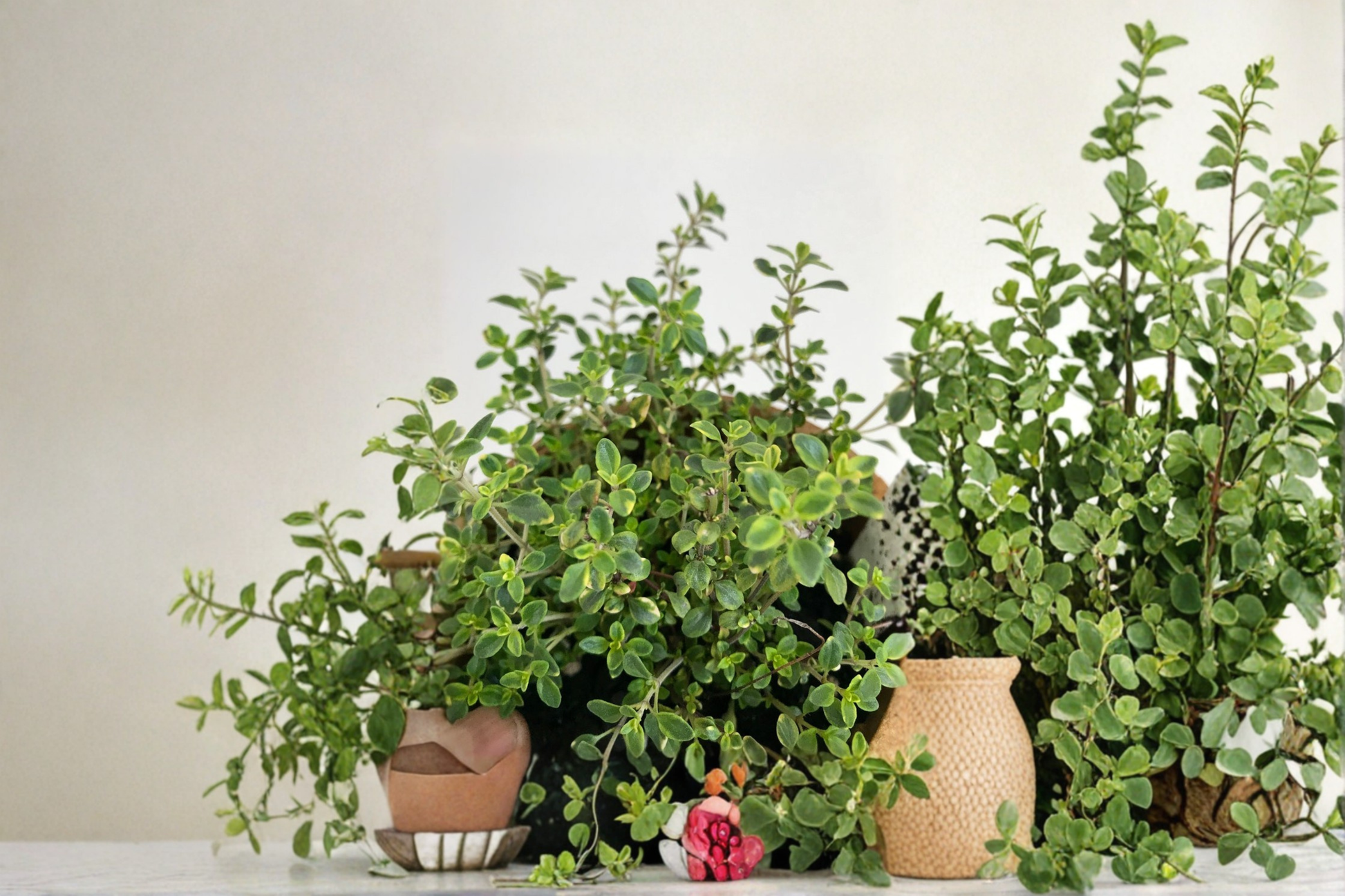 Gold Variegated Lemon Thyme Live Plant, Organic Perennial Herb, 5 Inch Rooted Plant, Variegated Foliage, Herb Garden, Container
