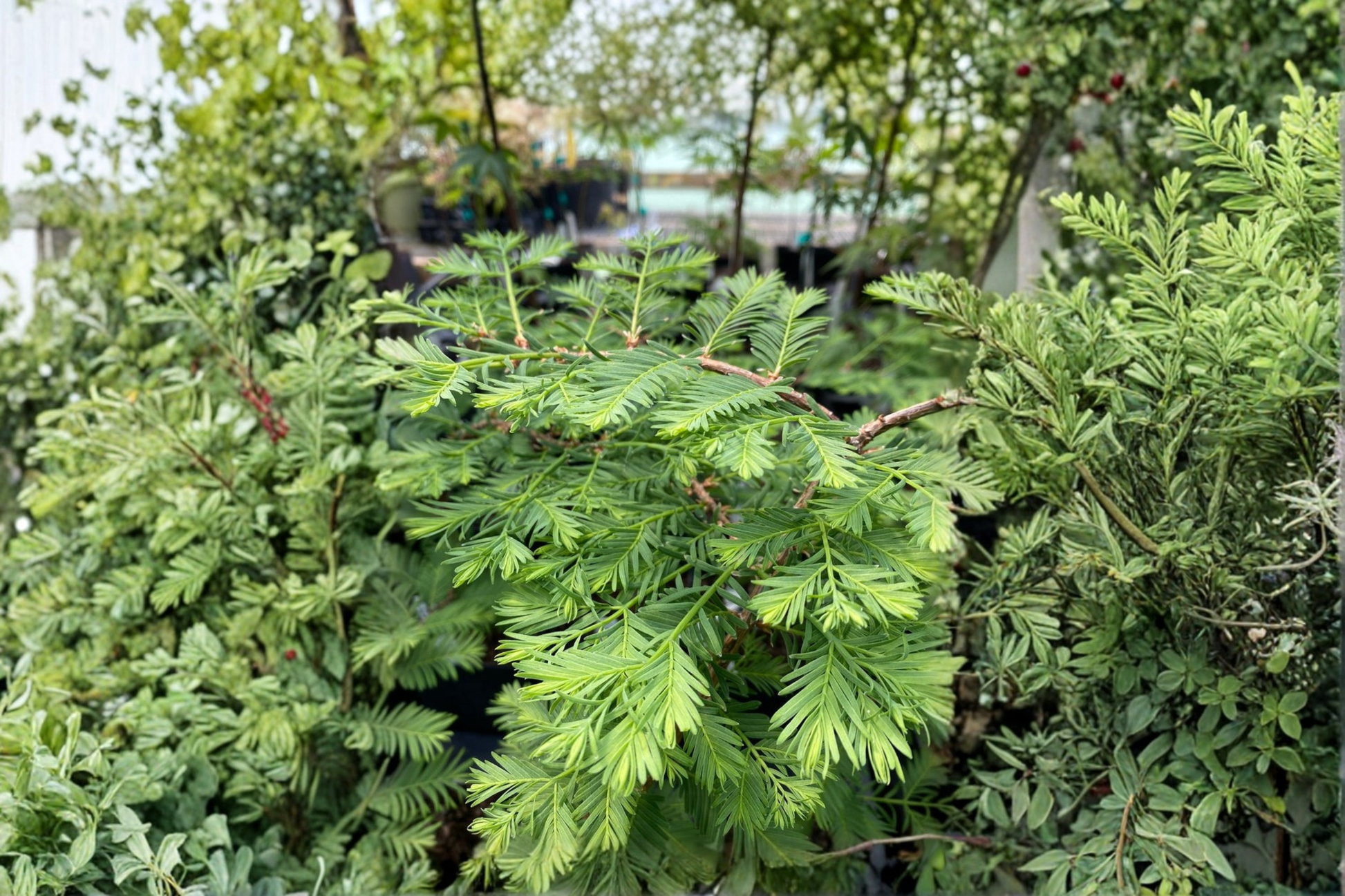 Bonsai Dawn Redwood Live Plant – 8 Inch Grafted Compact Deciduous Conifer Tree – Metasequoia glyptostroboides
