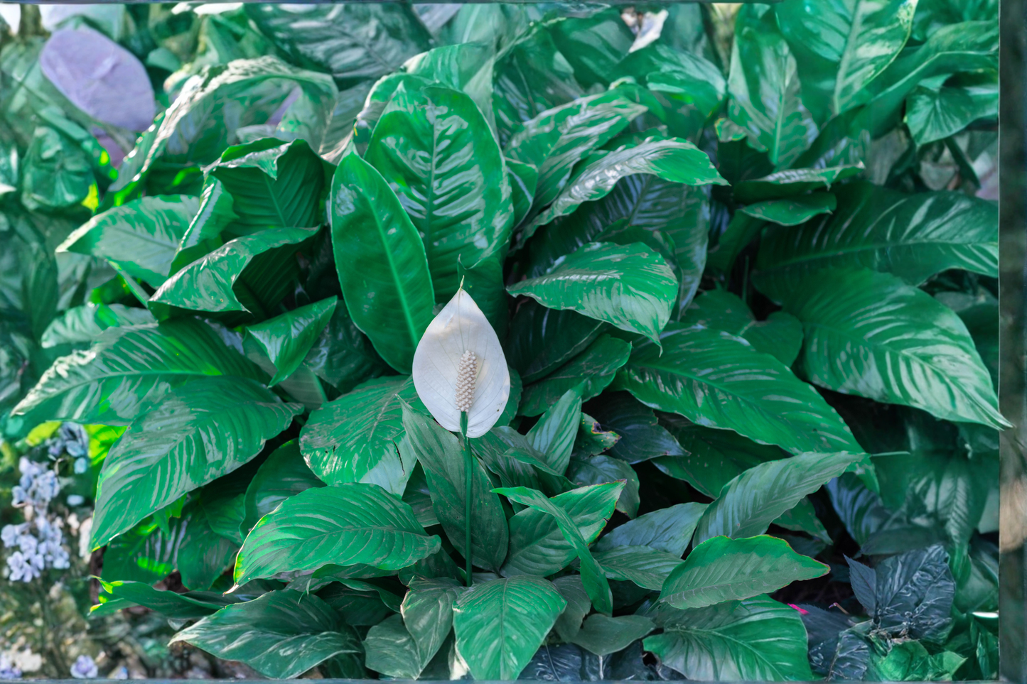Peace Lily Live Houseplant in 4 Inch Pot – Spathiphyllum Indoor Plant