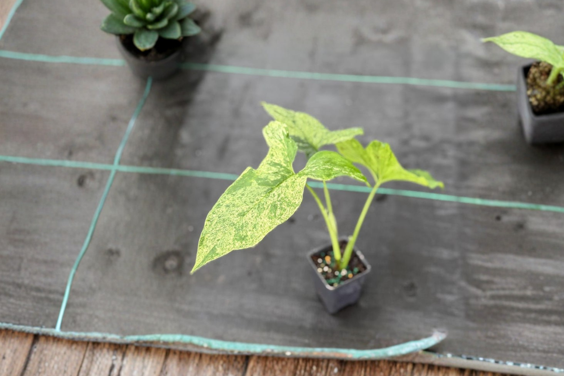Syngonium Mojito Live Plant, Variegated Arrowhead Vine, Starter Cutting, Tropical Houseplant, Climbing or Trailing, Indoor Decor
