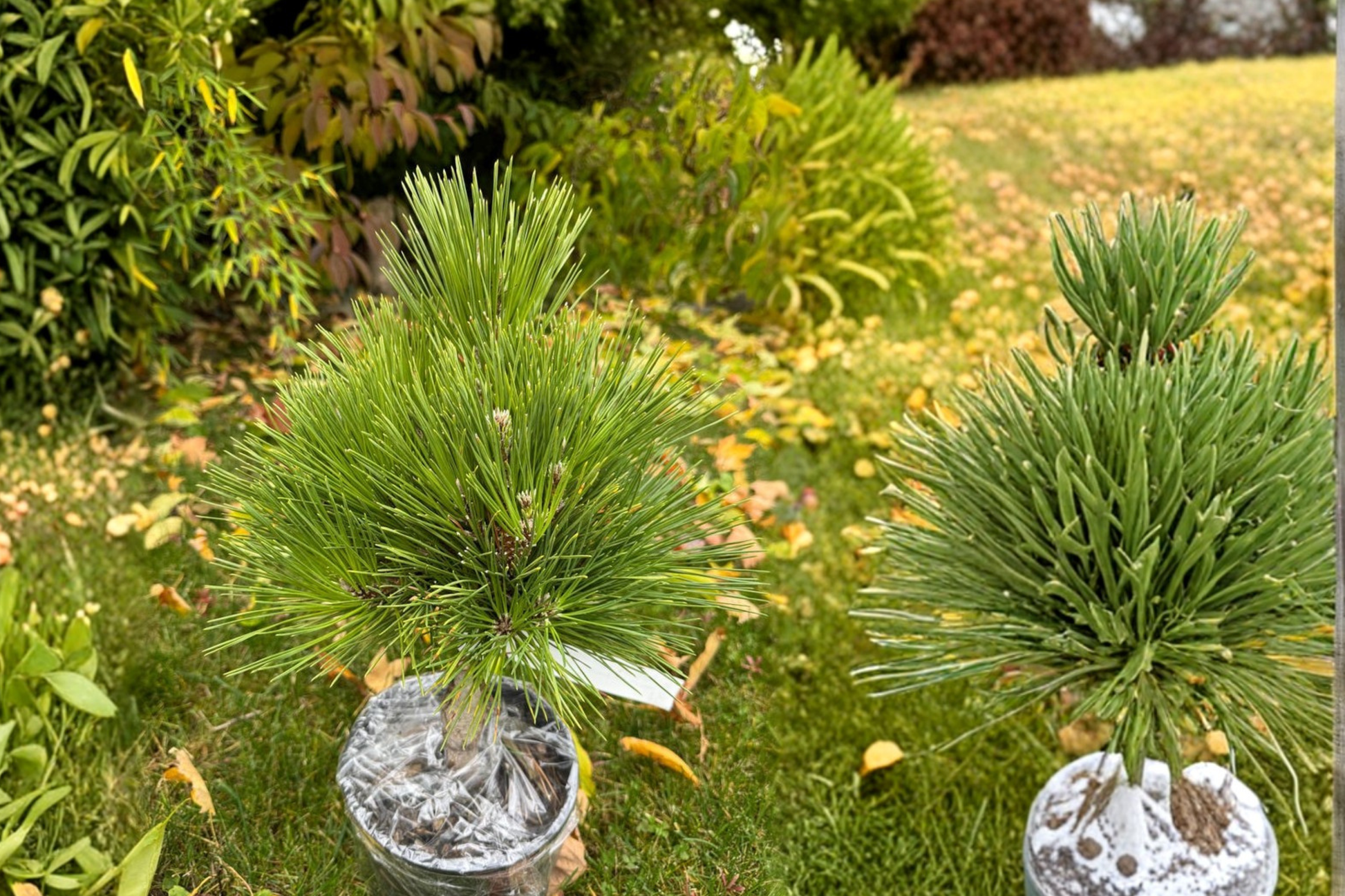 Japanese Black Pine Thundercloud Live Plant 1-Gallon Pot, Evergreen Conifer, Bonsai Tree, Pinus thunbergii