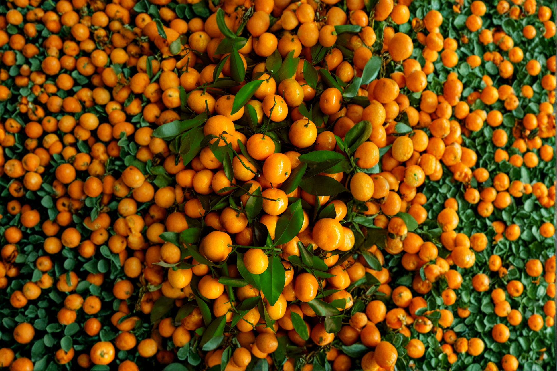 Live Citrus Tree - Shiranui Mandarin, 3-4 ft Tall, Grafted, Citrus reticulata Hybrid, Evergreen Fruit Tree