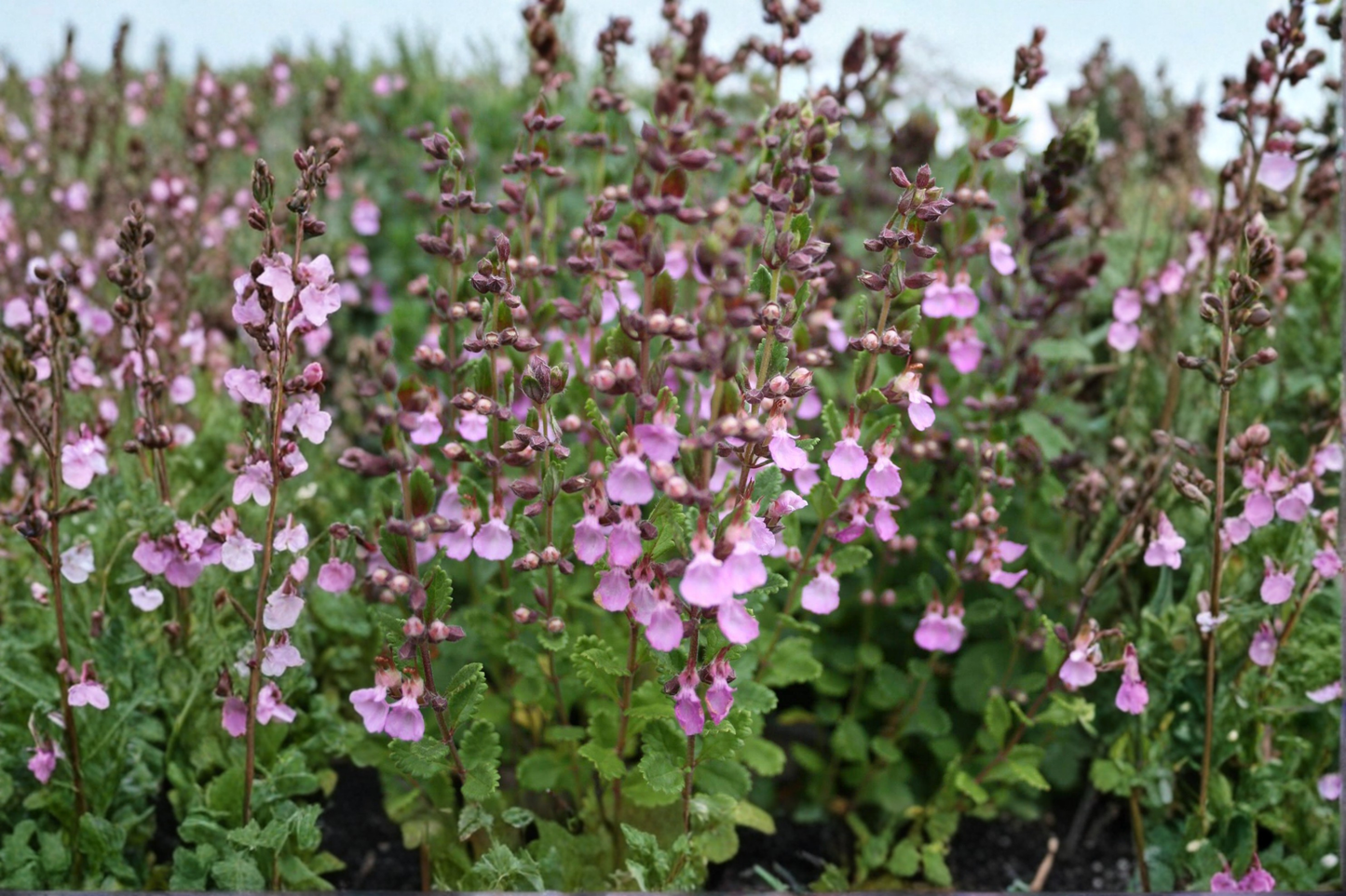 Organic Pineapple Sage Live Plant, Salvia elegans, Red Flowers, Herb Garden Starter, Pollinator Friendly, Container Suitable