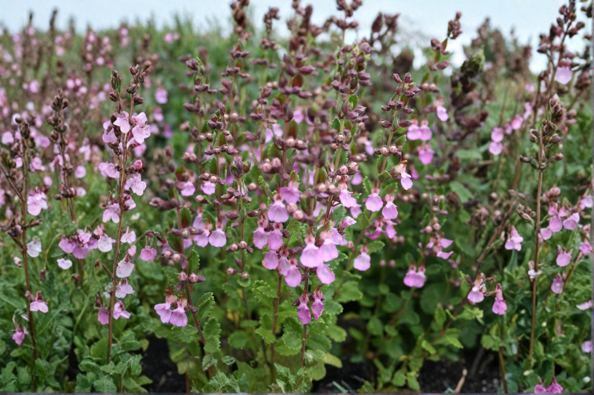 Organic Pineapple Sage Live Plant, Salvia elegans, Red Flowers, Herb Garden Starter, Pollinator Friendly, Container Suitable