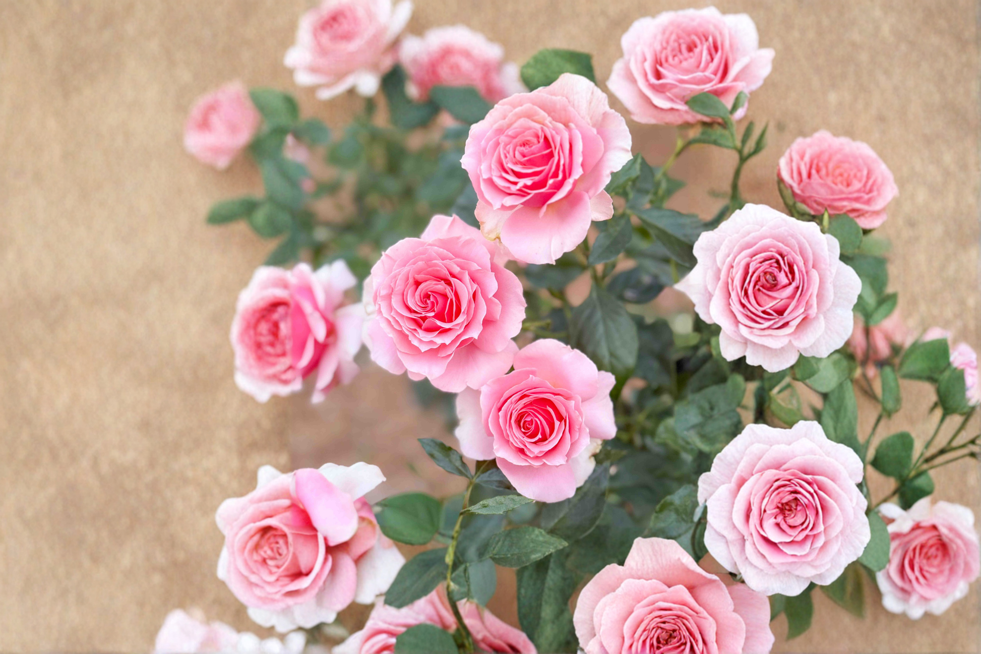 Hybrid Tea Rose Plant 2 Gal Coral Pink Blooms Rosa spp. Outdoor Flowering Shrub for Garden Landscape