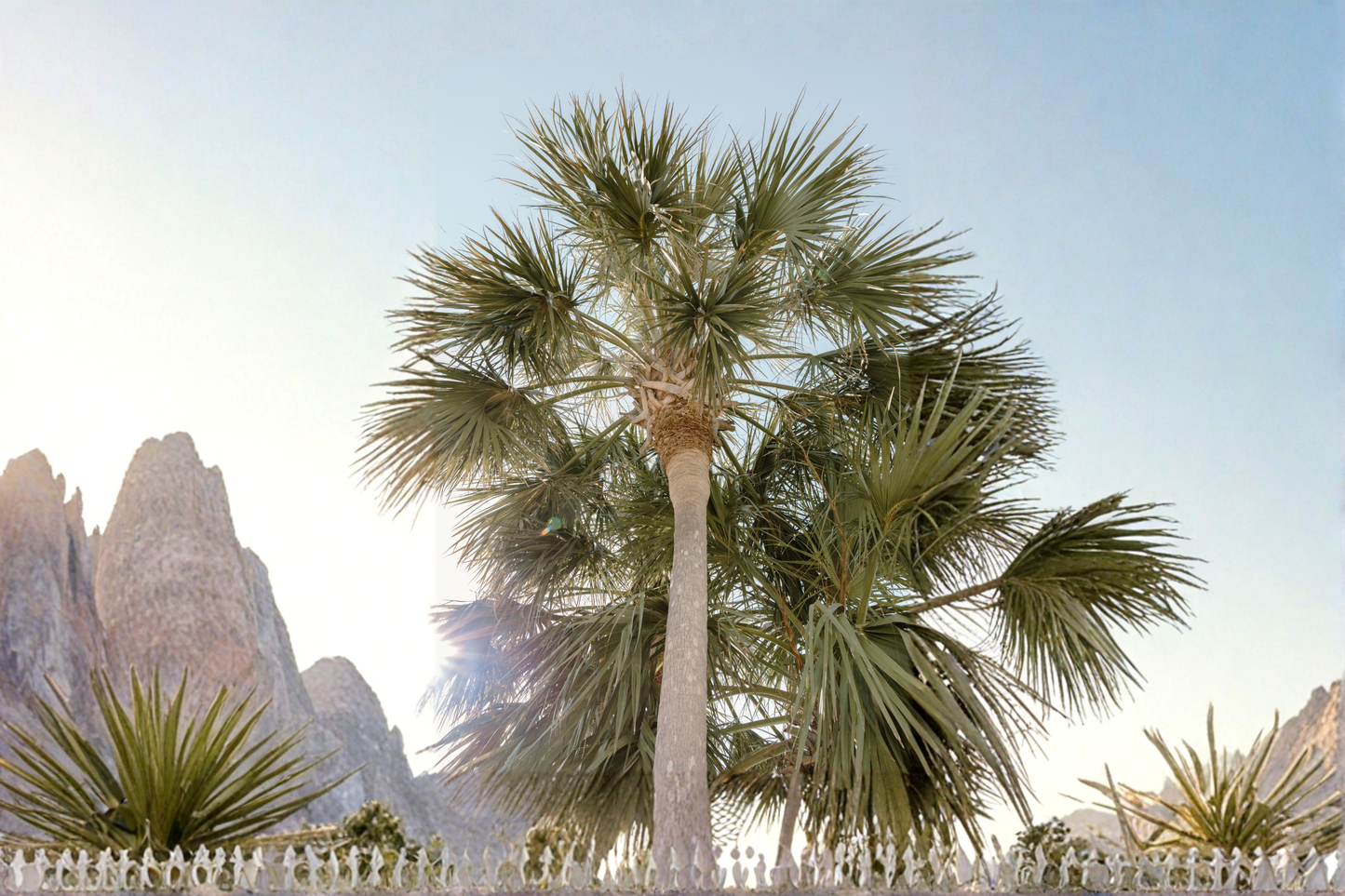 2 Texas Palmetto Palm Seedlings - Sabal mexicana Live Plants 10-14 Inches Tall