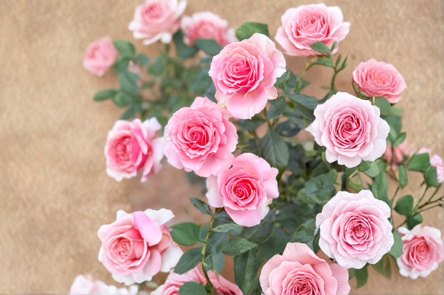 Hybrid Tea Rose Plant 1 Gal Coral Pink Blooms Rosa spp. Garden Landscape Outdoor Flowering Shrub