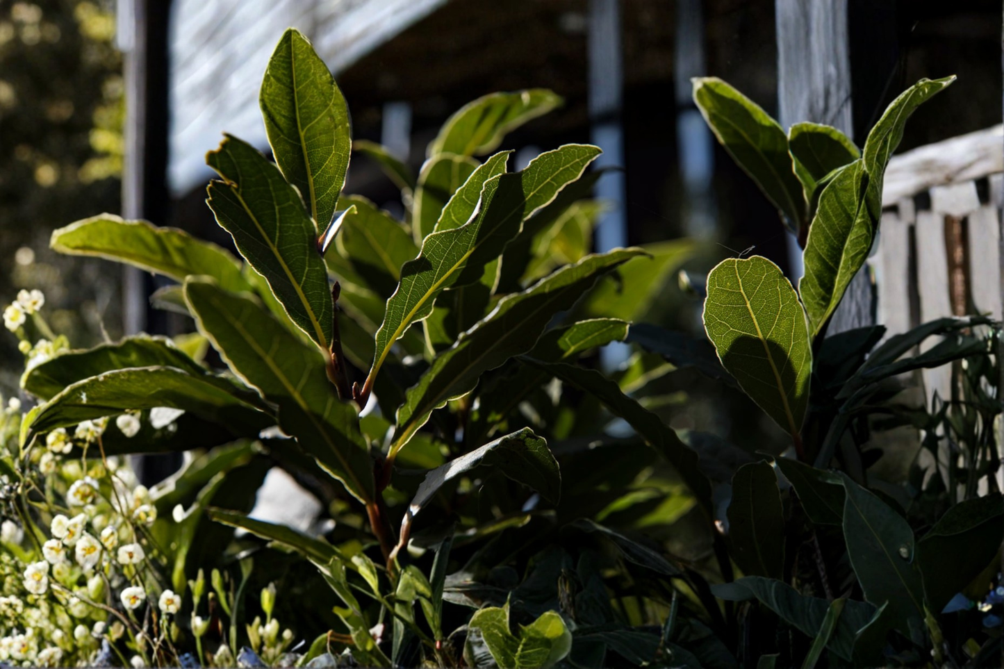Organic Bay Laurel Live Plant | 3-4 Inch Starter Herb | Laurus nobilis | Evergreen Shrub