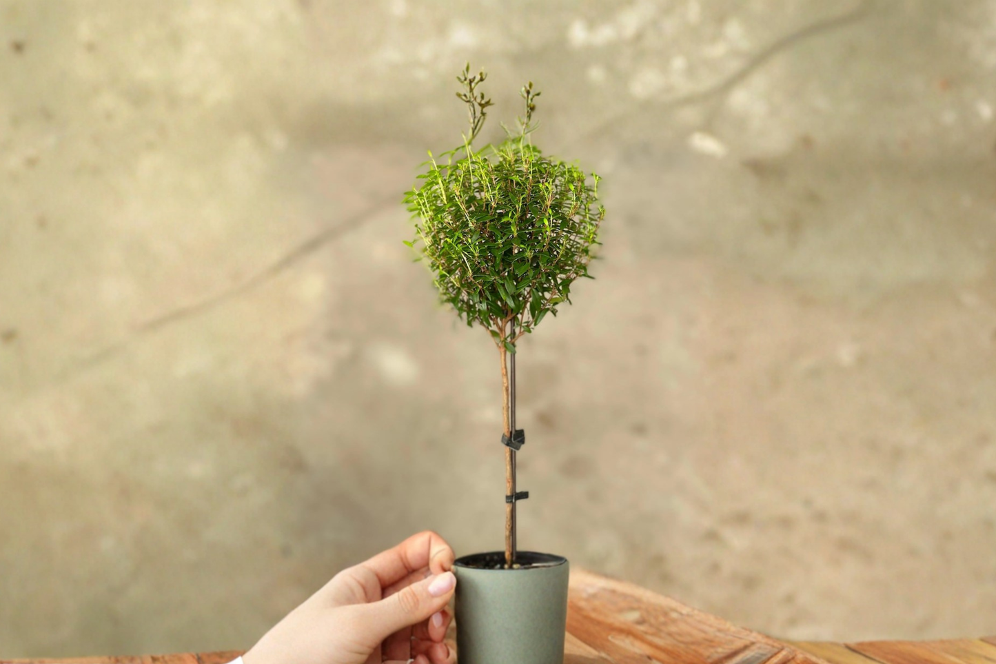 Myrtle Topiary Live Plant - Bonsai-Style Indoor Houseplant, Rooted Starter, Green Foliage, Decorative Garden Gift