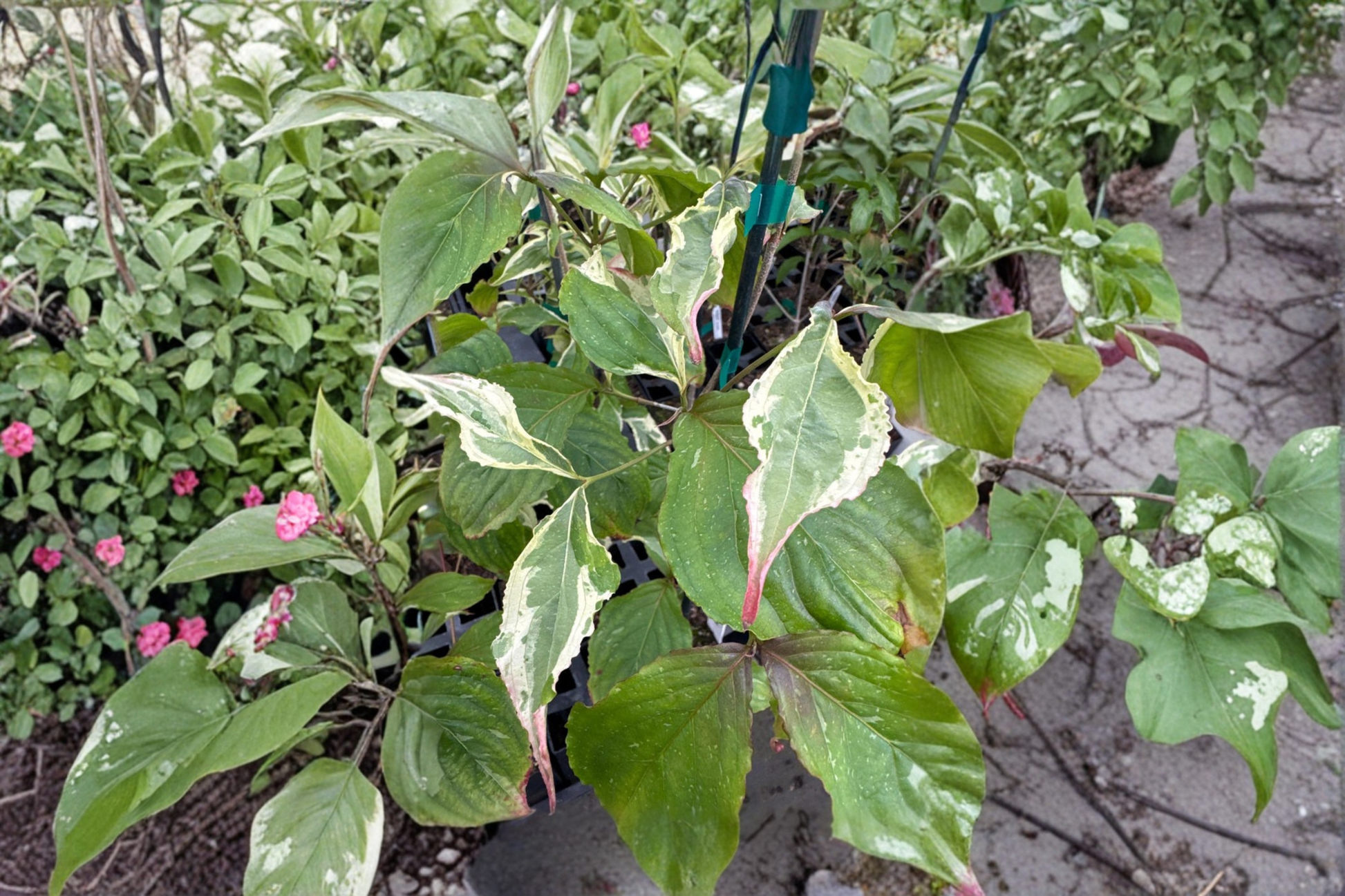 Summer Games Kousa Dogwood Live Plant – 12 Inch Grafted Ornamental Flowering Tree – Cornus kousa