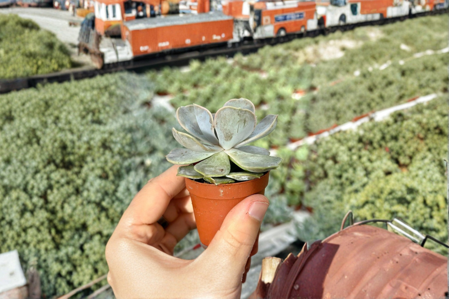 Ghost Echeveria Succulent Plant – 3 Inch Rooted Echeveria Lilacina for Indoor Decor, Rosette Foliage, Low Maintenance