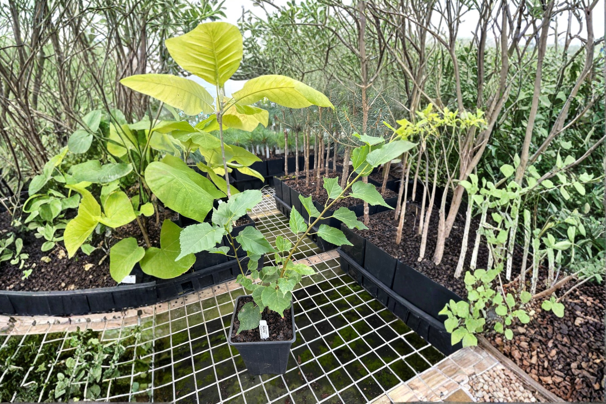 Dwarf Littleleaf Linden Live Plant – 8 Inch Tilia cordata ‘Monto’ Small Ornamental Tree in 4-Inch Pot