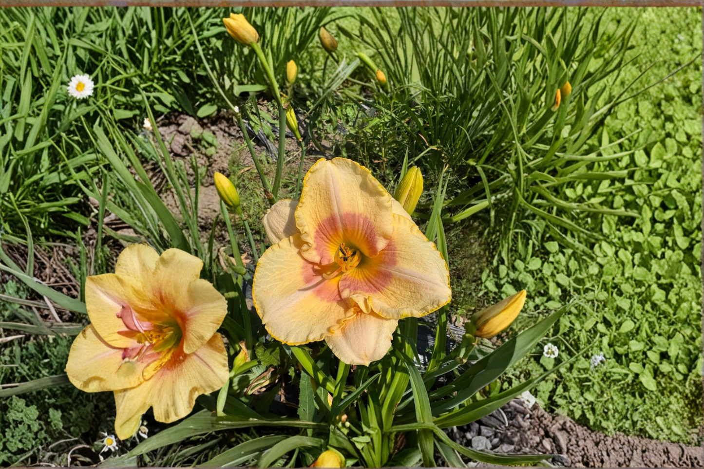 Daylily Summer Blush Bare Root Plants - Pink Perennial Flower for Garden Borders & Beds - Hemerocallis