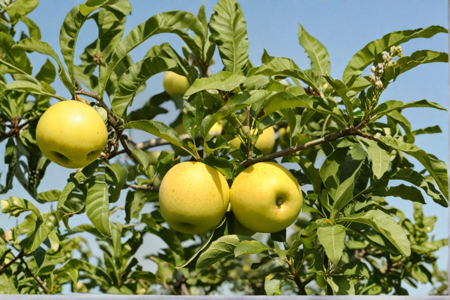 Yellow Delicious Apple Tree Live Plant – 4–6 ft Deciduous Fruit Tree with Golden Apples, Malus domestica for Garden & Orchard