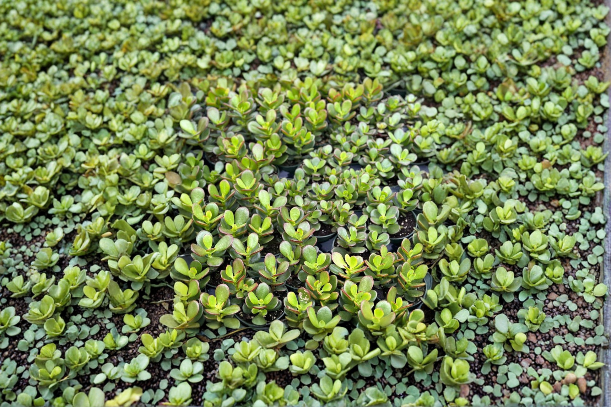 Crassula Ovata Jade Plant Live Succulent Bonsai Indoor Houseplant Starter Cutting