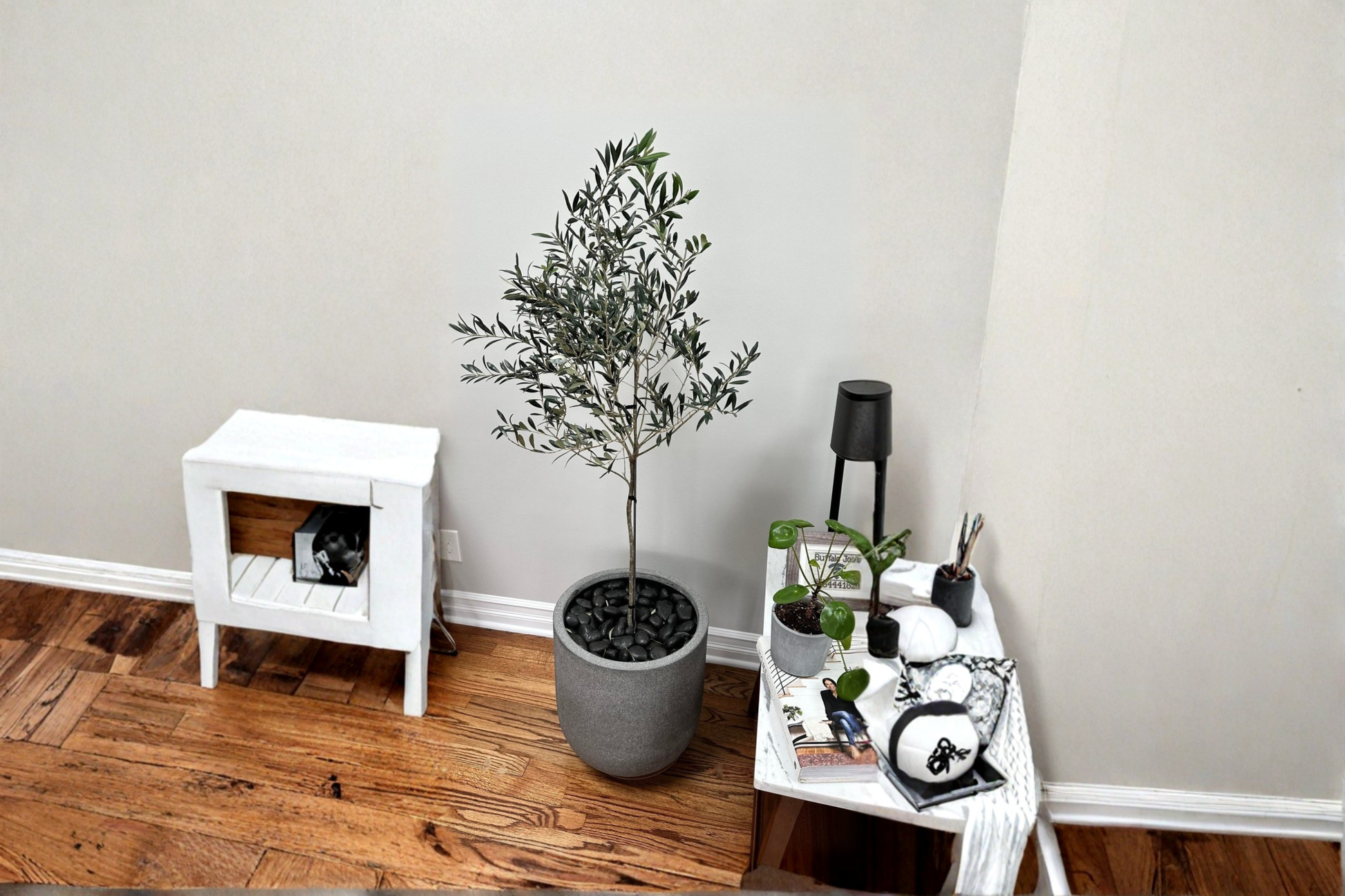 Arbequina Olive Tree Live Plant – Tall Evergreen Fruit Tree for Mediterranean Gardens, Patios & Orchards, Olea europaea