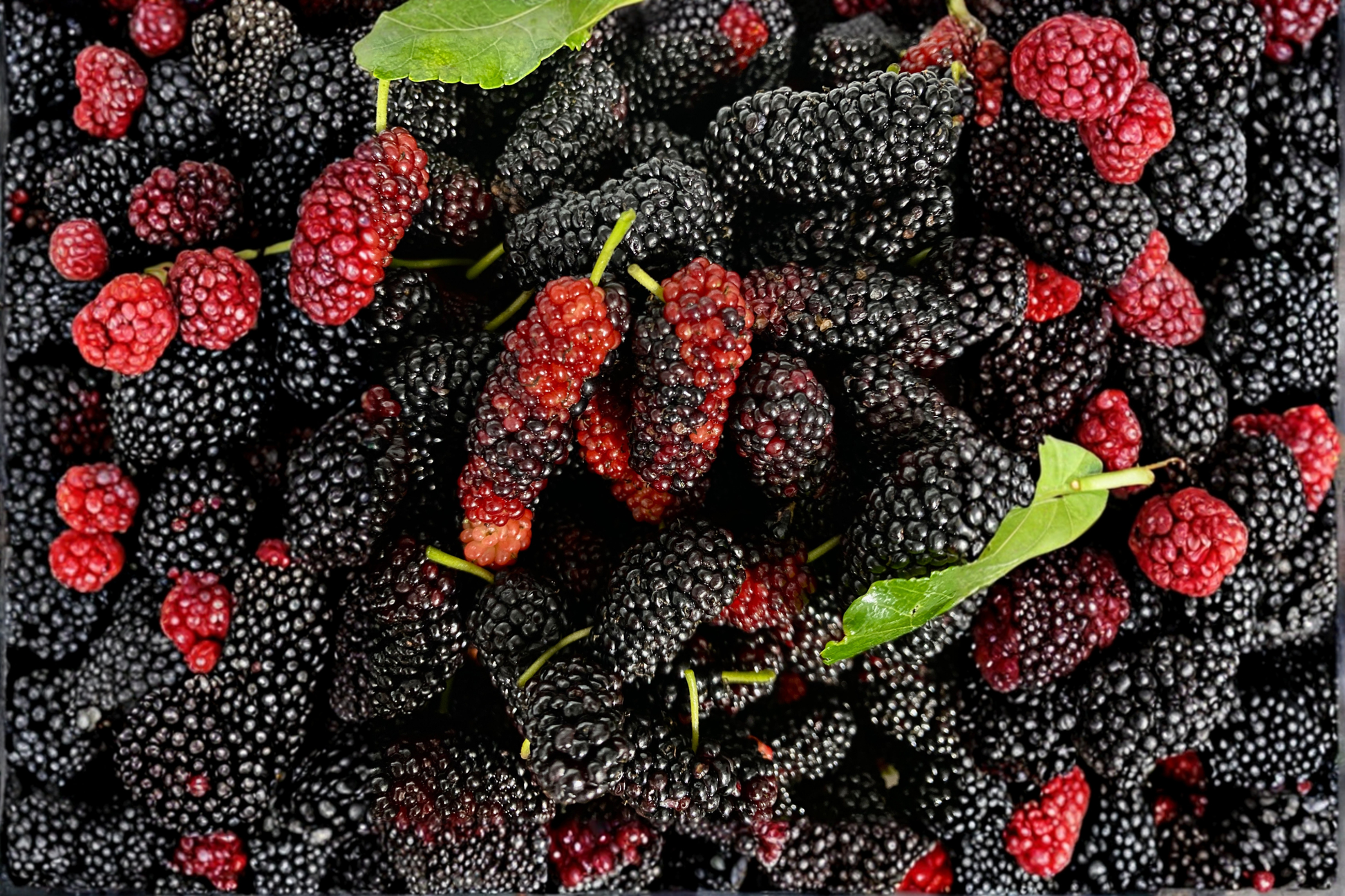 Dwarf Everbearing Mulberry Live Plants – 2 Starter Plants – Morus spp.