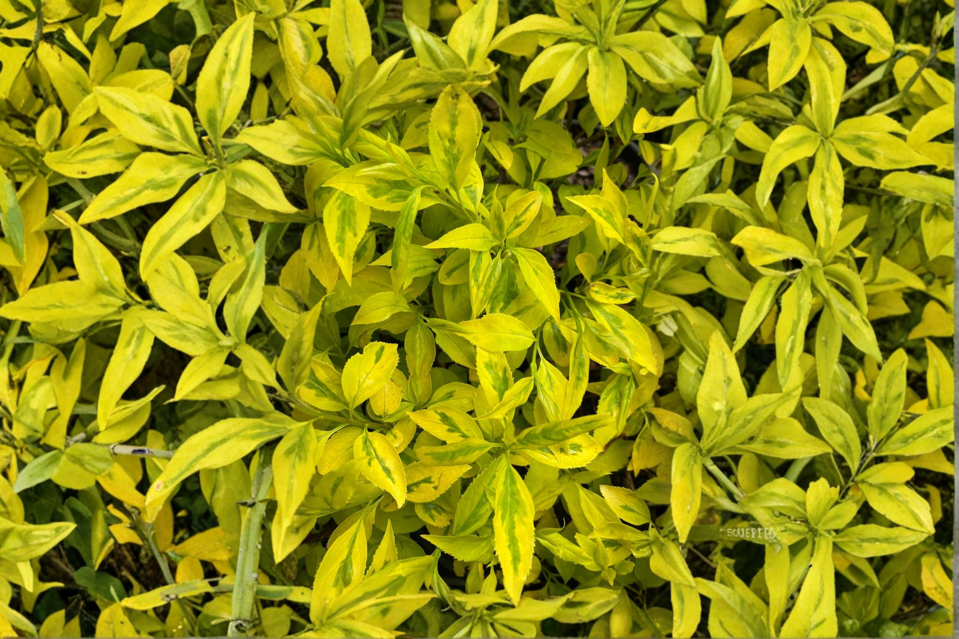 Evergold Variegated Forsythia Live Plant – 1 Gallon Pot, Yellow Spring Blooms, Green & Gold Foliage, Deciduous Shrub, Forsythia intermedia