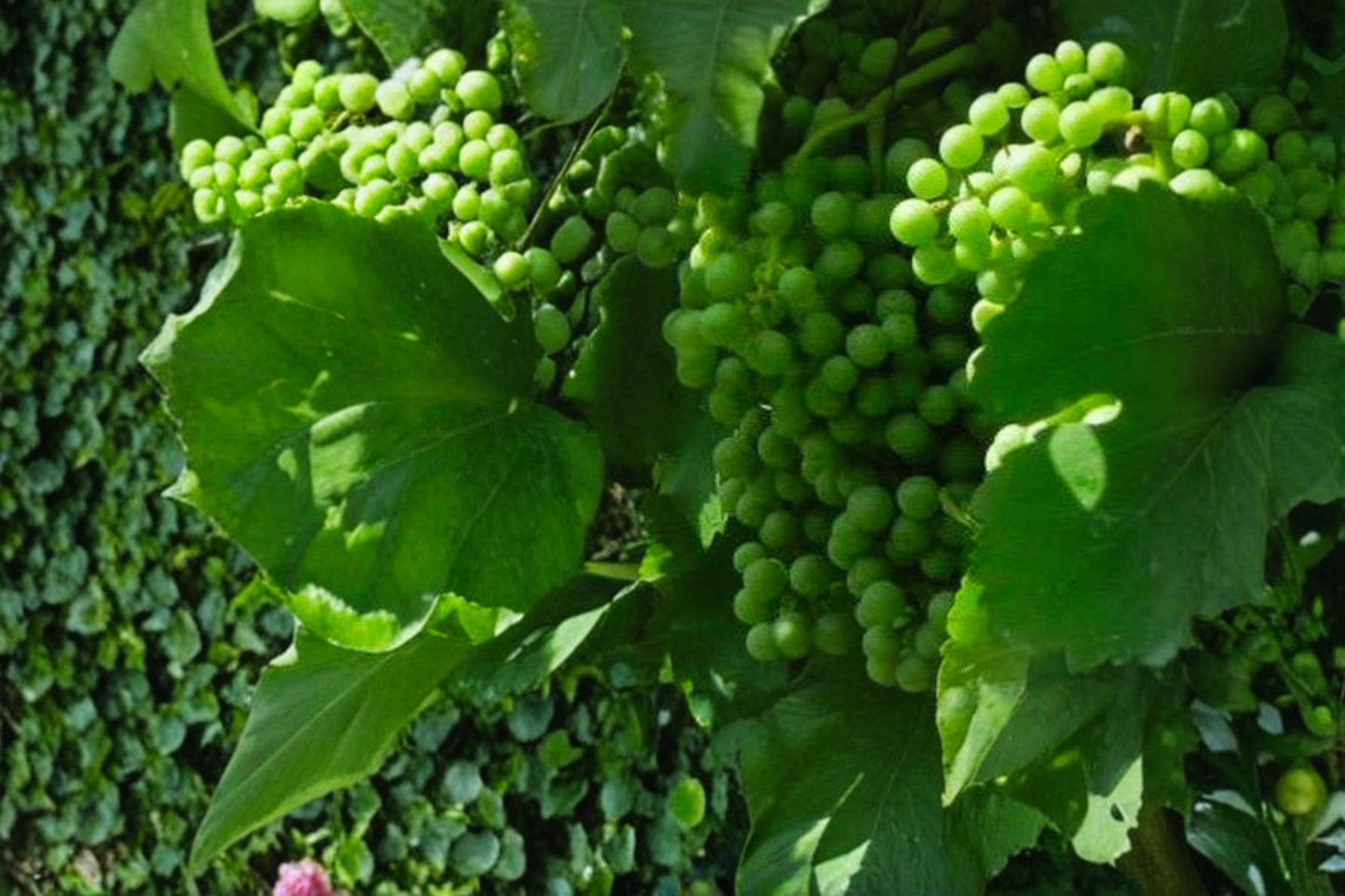 Ambulo Blanc Wine Grape Vine 4-6 ft Live Plant, White Grapes, Climbing Fruit Vine for Outdoor Garden, Vitis vinifera