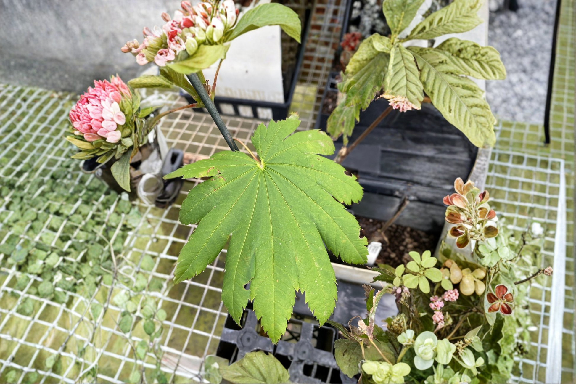 Acer japonicum Attaryi Japanese Maple Live Plant, 1 Gallon Pot, Red Leaf Ornamental Tree for Garden & Landscape