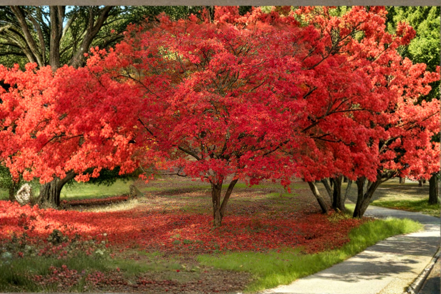 Red Maple Live Sapling 18-24 Inches Tall in 1/2 Gallon Pot Acer rubrum Shade Tree