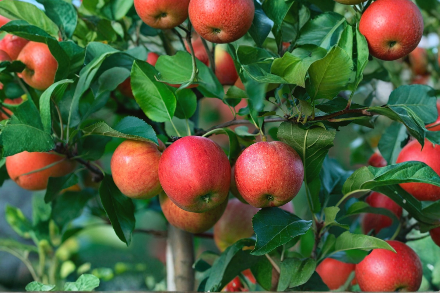 Mollies Delicious Apple Tree Live Plant – 4–6 Ft, Red Fruit, Malus domestica, Deciduous Orchard Tree