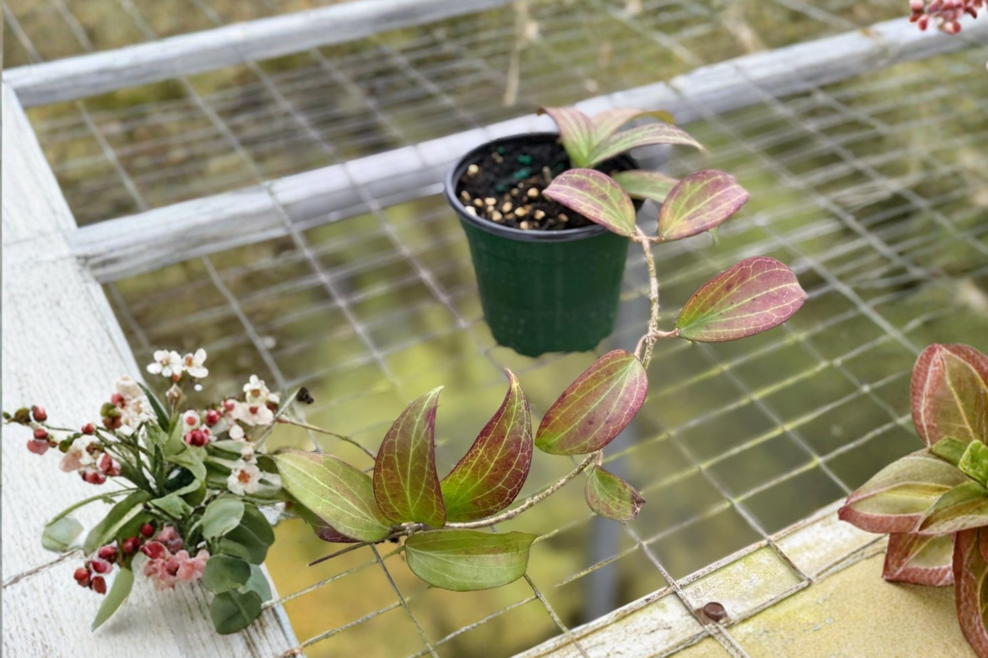 Hoya Merrillii Live Plant in 4 Inch Pot, Red Toned Foliage, Tropical Houseplant, Rare Indoor Decor, Beginner Friendly