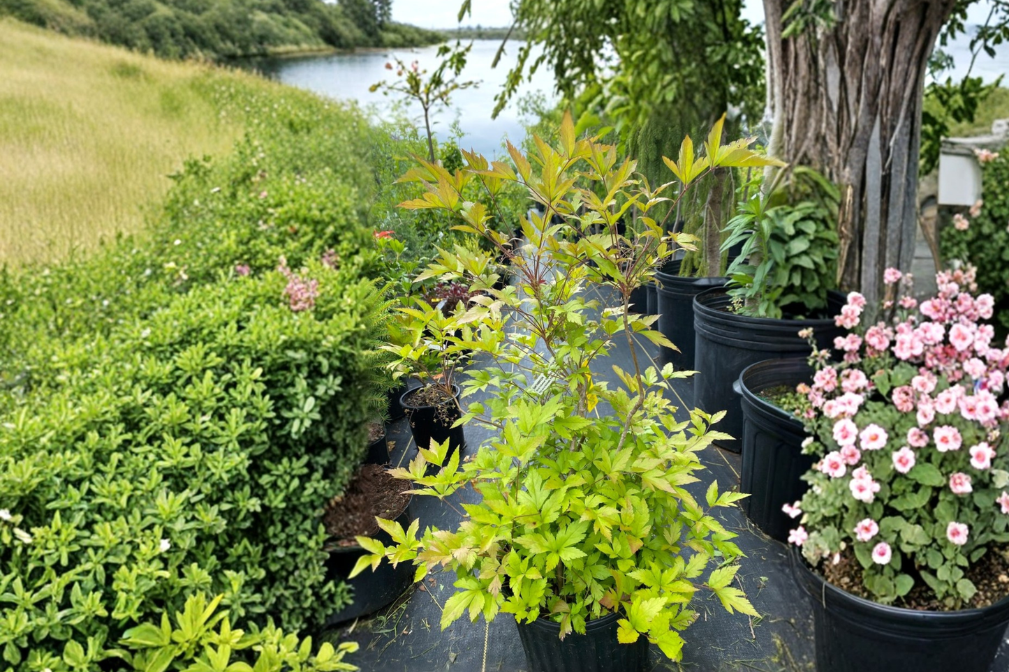 Yellowroot Shrub Live Plant 1 Gallon Pot, Native Groundcover, Shade Plant, Xanthorhiza simplicissima, Deciduous, Low-Growing