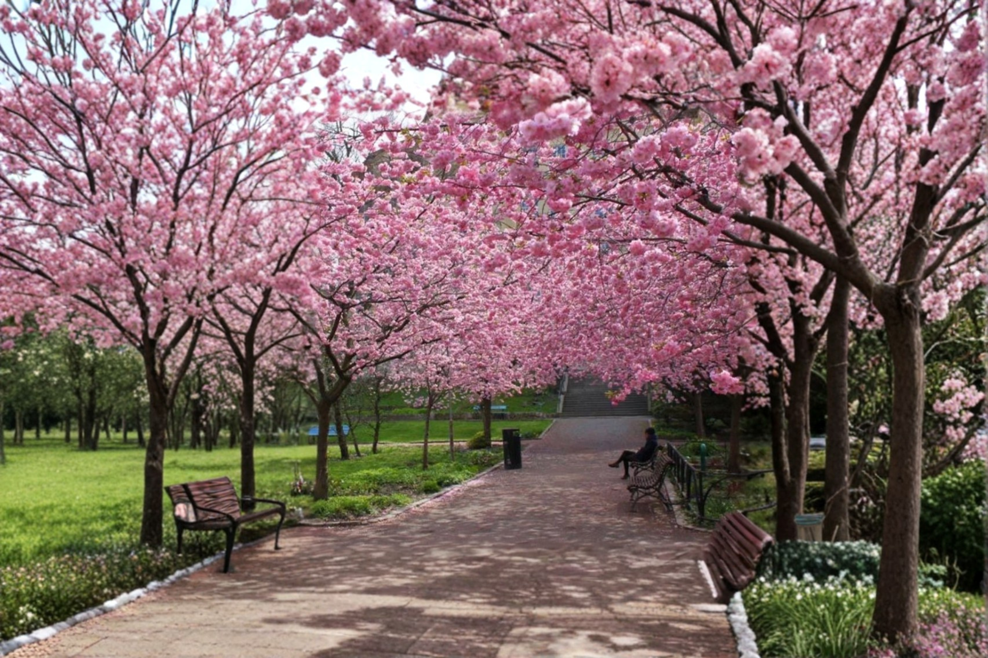 Cherry Blossom Tree Seeds – 20 Pack, Pink Flowers, Ornamental Prunus serrulata, Garden & Bonsai Planting
