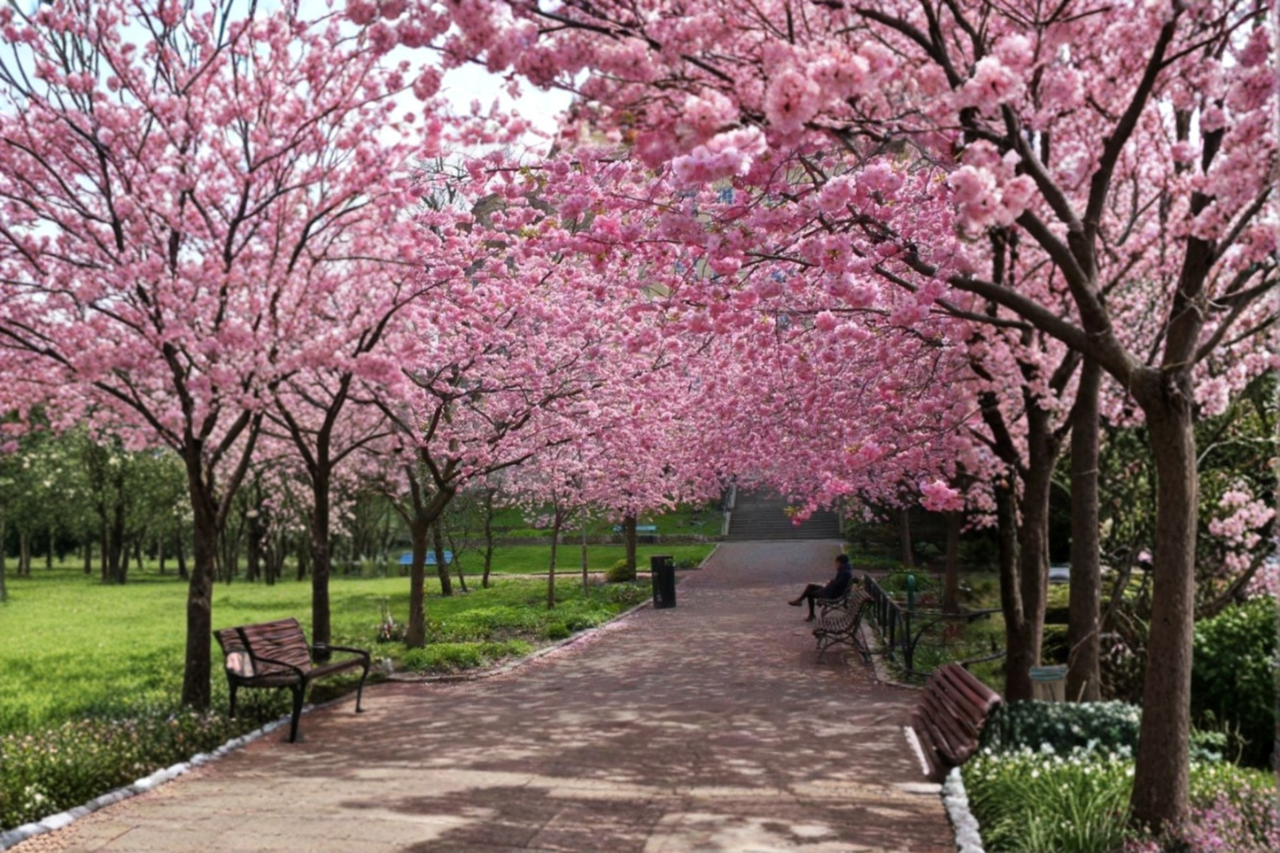 Rare Japanese Sakura Cherry Tree Seeds – 3 Pack, Pink Blossoms, Ornamental Tree, Prunus serrulata, Garden & Bonsai
