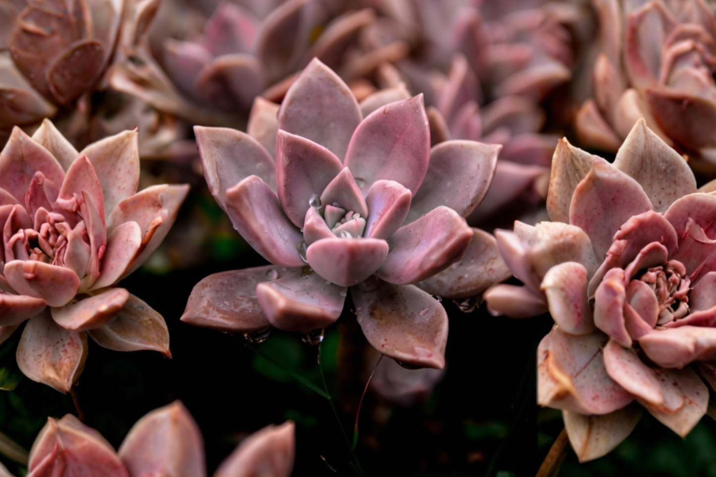 Graptoveria 'Dusty Pink' Live Succulent - 2 Small 1 Inch Pups - Rooted Starter Plants
