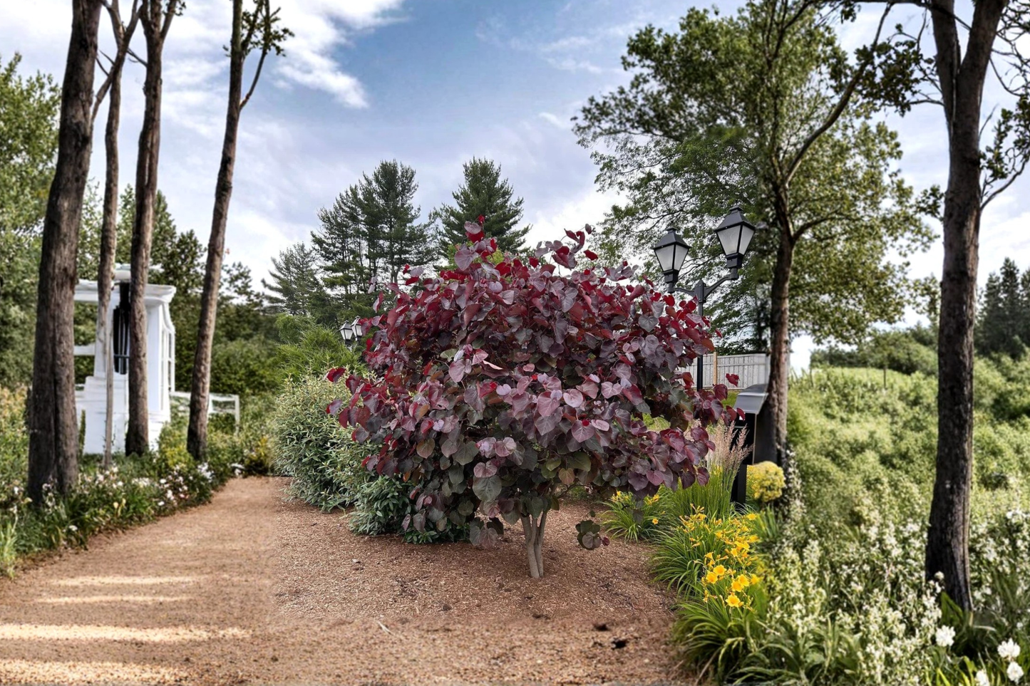 Redbud Tree Live Plant 4-6 Ft Burgundy Foliage Flowering Cercis canadensis Merlot