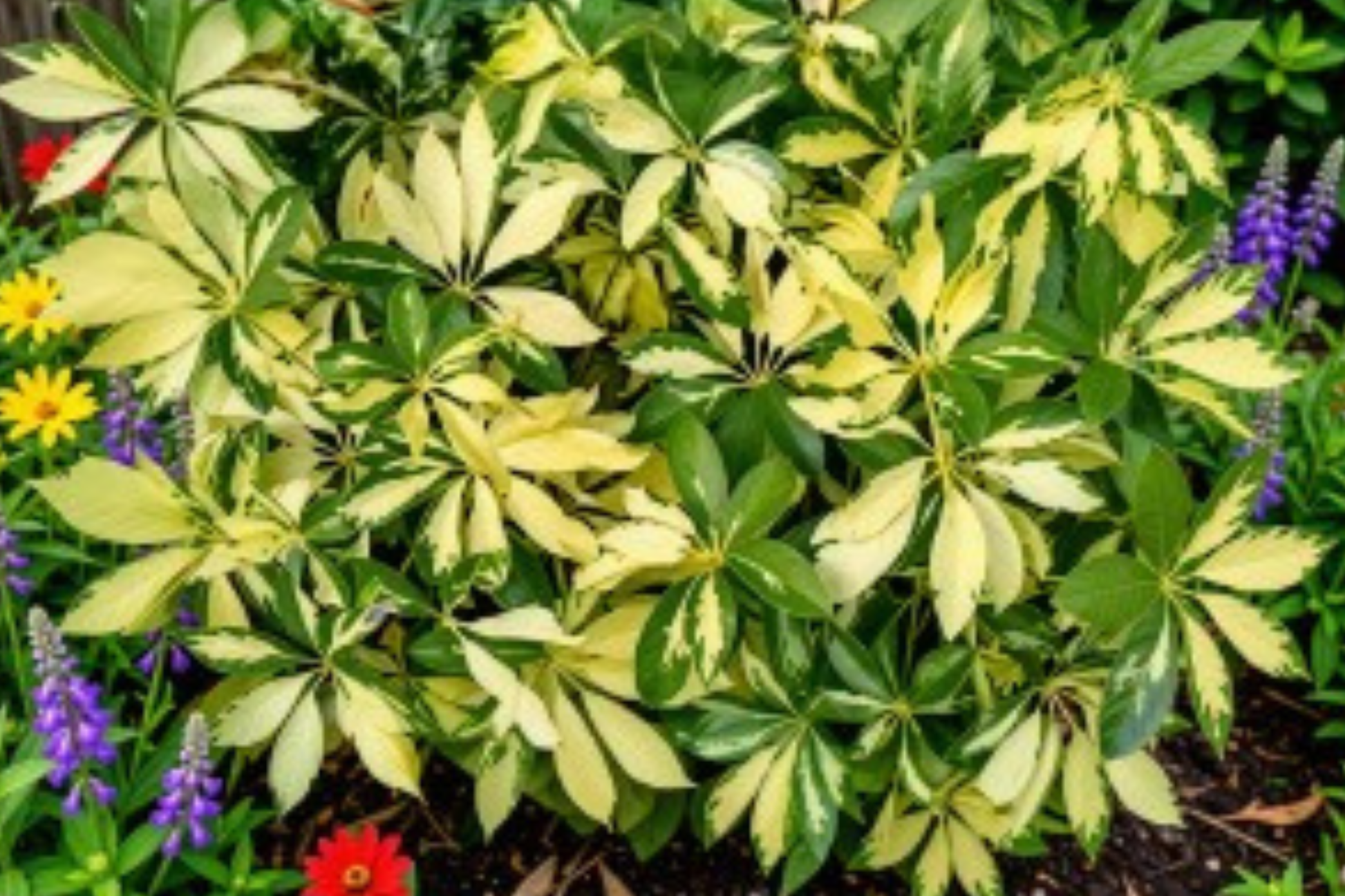 Dwarf Umbrella Tree Live Plant – Schefflera arboricola – Rooted Indoor Houseplant