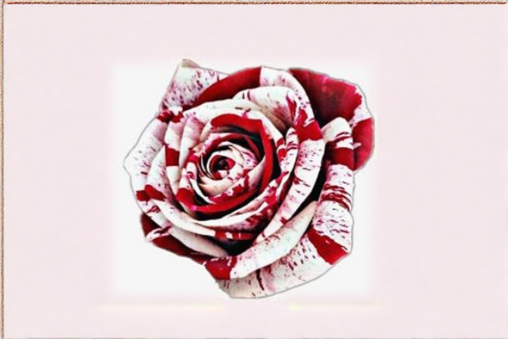 Red Blood Rose Seeds – Deep Red Flowering Rose Bush, Rosa spp., Ornamental Garden Planting Pack of 30 Seeds