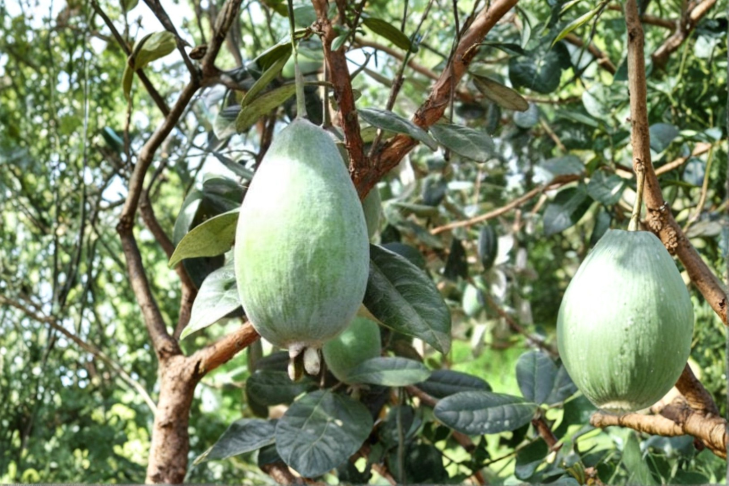 Grafted Takaka Pineapple Guava Live Plant 1 Gallon Pot Edible Fruit Shrub Acca sellowiana