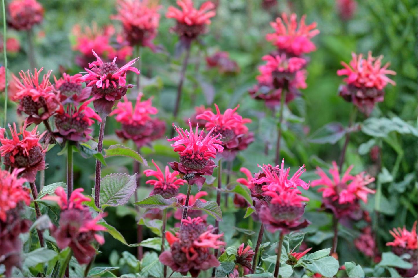 Monarda Bee You Bee Merry Live Plants – 1 Qt Pot, Red Blooms, Perennial, Monarda didyma, Pollinator Garden